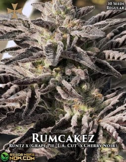 Aficionado Seeds - Rumcakez {REG} [10pk]aficionado-rumcakez