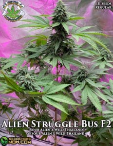 Alien struggle bus f2 (regular) - eazy daze cultivators