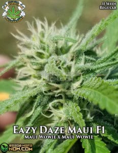 Eazydaze Maui (regular) - Eazy Daze Cultivators