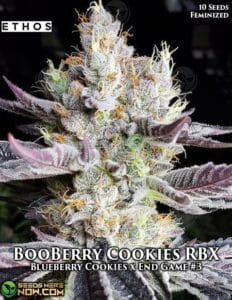 Booberry Cookies Rbx (feminized) - Ethos Genetics