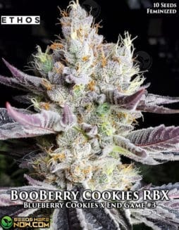 Ethos Genetics - Booberry Cookies RBX {FEM}ethos-genetics-booberry-cookies-rbx-fem
