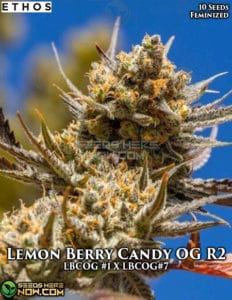 Lemon Berry Candy Og R2 (feminized) - Ethos Genetics