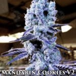 Mandarin Cookies V2 (Feminized) - Ethos Genetics