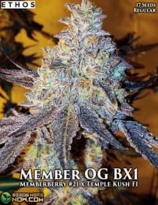 Member Og Bx1 (regular) - Ethos Genetics