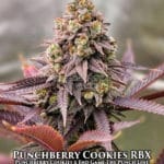 Punchberry Cookies RBX (Feminized) - Ethos Genetics