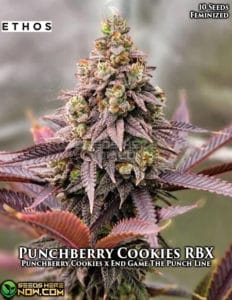 Punchberry Cookies Rbx (feminized) - Ethos Genetics