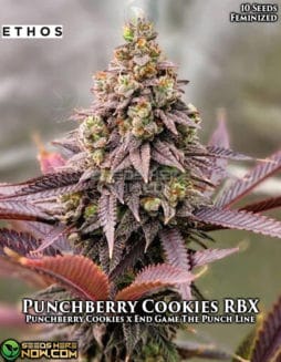Ethos Genetics - Punchberry Cookies RBX {FEM}ethos-genetics-punchberry-cookies-rbx-fem