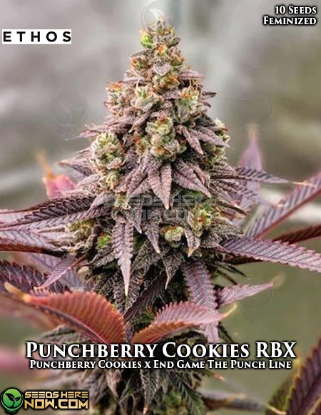 Ethos-Genetics-Punchberry-Cookies-Rbx-Fem