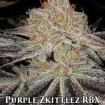 Purple Zkittlez RBX (Feminized) - Ethos Genetics