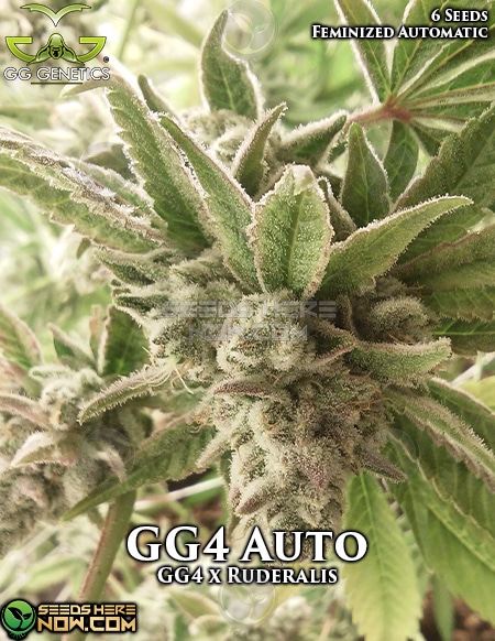 Gg-Genetics-Gg4-Auto-Fem