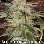 Blue Cherry Cookies (Regular) - Strait A Genetics