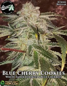 Blue Cherry Cookies (Regular) - Strait A Genetics