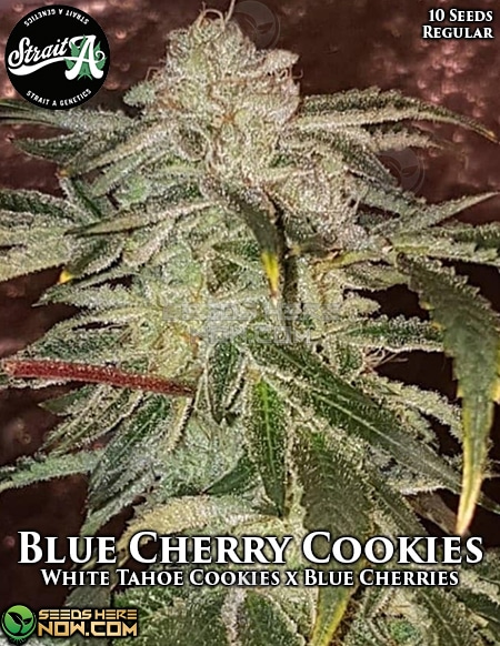 Strait-A-Genetics-Blue-Cherry-Cookies
