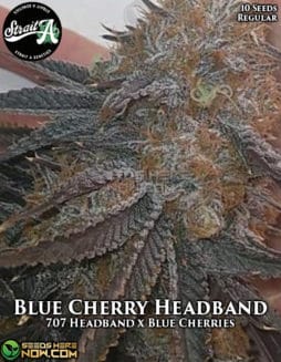 Strait A Genetics - Blue Cherry Headband {REG} [10pk]strait-a-genetics-blue-cherry-headband