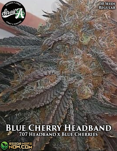 Strait-a-genetics-blue-cherry-headband