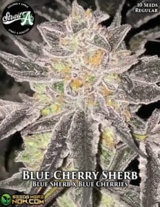 Blue Cherry Sherb (Regular) - Strait A Genetics