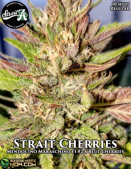 Strait-A-Genetics-Strait-Cherries