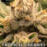 Tropical Cherries (Regular) - Strait A Genetics