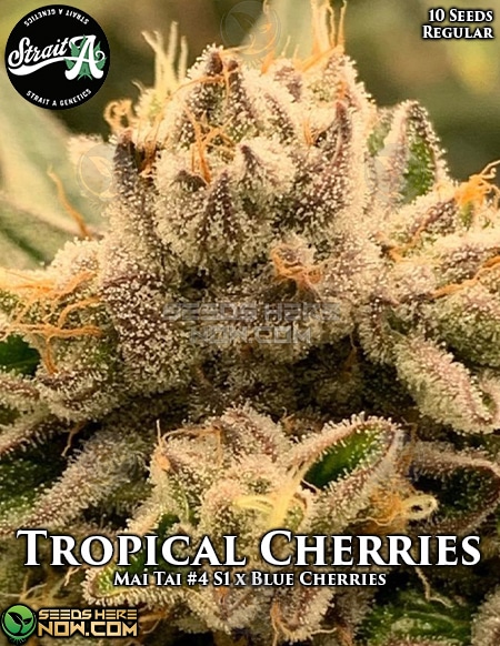 Strait-A-Genetics-Tropical-Cherries