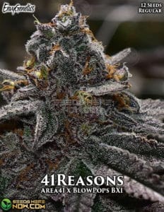 41 Reasons (Regular) - Envy Genetics