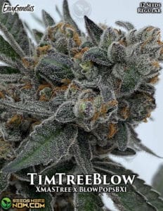 Timtreeblow (regular) - envy genetics