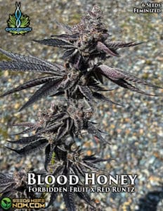Blood Honey (feminized) - Exotic Genetix