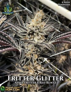 Fritter Glitter (feminized) - Exotic Genetix