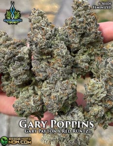 Gary poppins (feminized) - exotic genetix