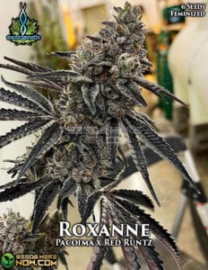 Roxanne (feminized) - Exotic Genetix