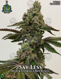 Say Less (feminized) - Exotic Genetix