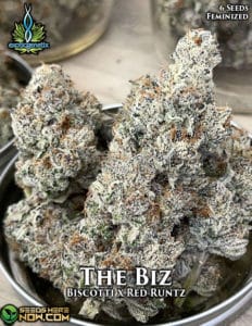 The biz (feminized) - exotic genetix