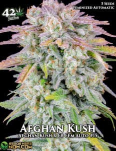 Afghan Kush Auto (autoflower) - Fast Buds