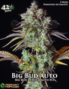 Big Bud Auto (Autoflower) - Fast Buds