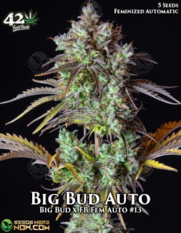 Fast Buds - Big Bud Auto {AUTOFEM} [5pk]fast-buds-big-bud-auto