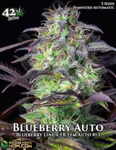 Blueberry Auto (autoflower) - Fast Buds