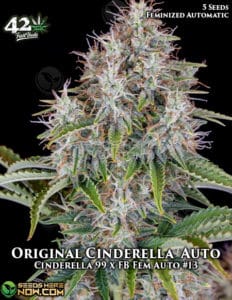 Original Cinderella Auto (Autoflower) (space) Fast Buds