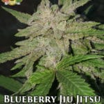 Blueberry Jiu Jitsu (Regular) - Hawaiian Budline