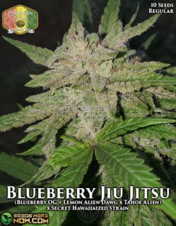hawaiian-budline-blueberry-jiu-jitsu
