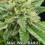 Mac Nut Barz (Regular) - Hawaiian Budline