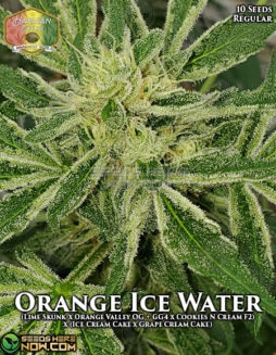 Hawaiian Budline - Orange Ice Water {REG} [10pk]hawaiian-budline-orange-ice-water