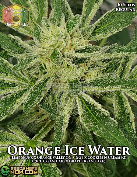 Hawaiian-budline-orange-ice-water