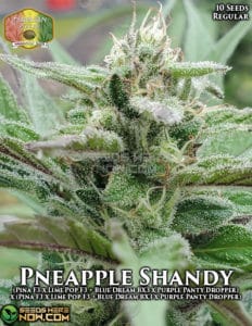 Pineapple shandy (regular) - hawaiian budline
