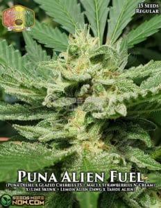 Puna Alien Fuel (Regular) - Hawaiian Budline