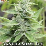 Vanilla Shave Ice (Regular) - Hawaiian Budline