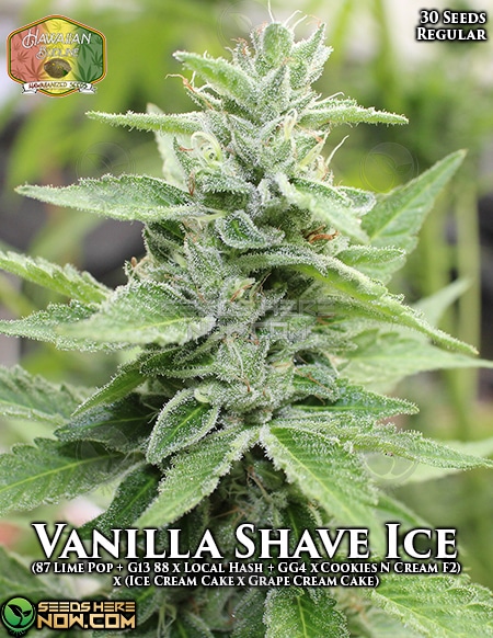 Hawaiian-Budline-Vanilla-Shave-Ice