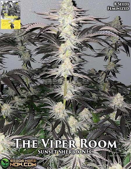 Northfire-the-viper-room