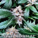 Santa Muerte F2 (Regular) - Omuerta Genetix