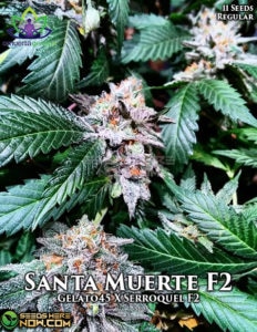 Santa muerte f2 (regular) - omuerta genetix