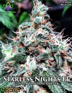 Starless nights (regular) - omuerta genetix