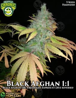 Seattle Chronic Seeds - Black Affie 1:1 {FEM} [5pk]seattle-chronic-seeds-black-afghan